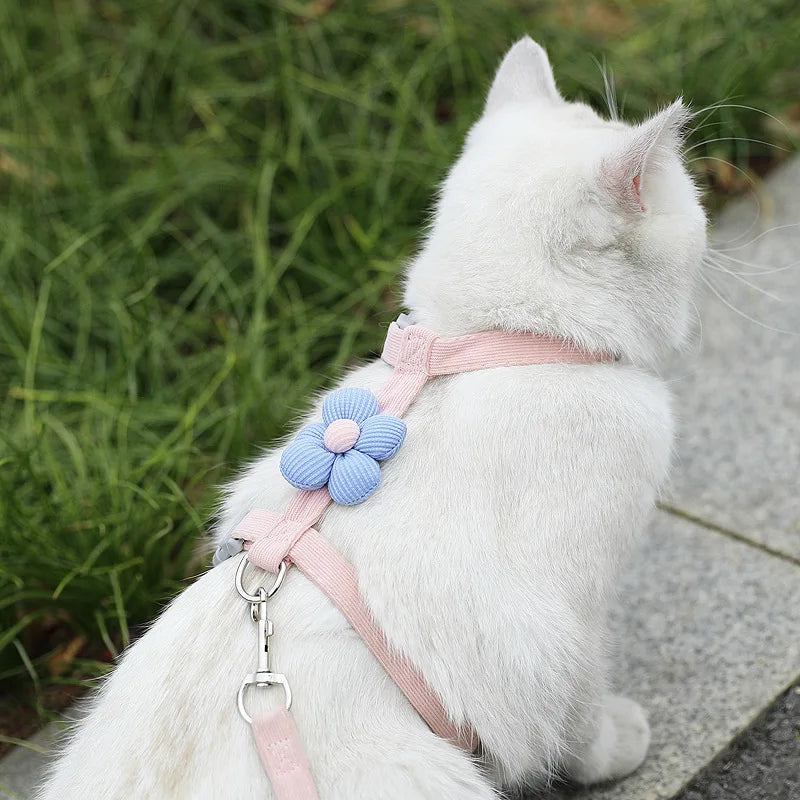 Harnais et laisse pour chat