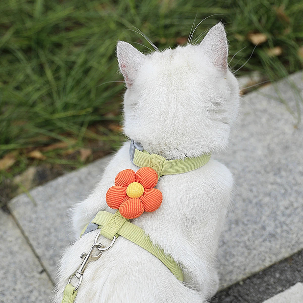 Harnais et laisse pour chat